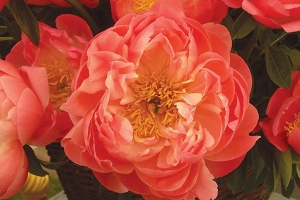 Peony 'Coral Sunset' 